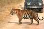 Private Tiger Safari to Panna National Park from Khajuraho