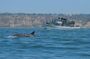 San Diego Whale Watching & Dolphin Cruise