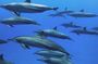 Dolphin Tour, Maalum Cave Tour, Secret Garden, Spice Tour, Emerson Restaurant