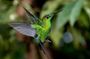 Mindo Cloud Forest Private Tour: Chocolate, Coffee, Birds, Nature