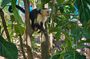 Roatan Monkey, Sloth Eco-Park and Reef Snorkel Combo