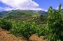 Olive Oil and Winery Tour from Zaragoza City