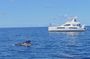 Private Premium Whale and Dolphin Safari St Lucia