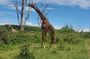 Nairobi: Day tour to Hell's gate, Lake Naivasha & crescent island