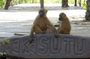 Makasutu Eco Adventure: Forest Walk, Boat Trip & Palm Juice