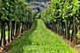 Crete Wine Discovery Tour: Exploring Culture, Traditions, Flavors