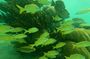 Cenote & Turtles Swim Tour! Reef Adventure from Playa del Carmen