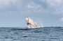 Whale Watching Gold Coast