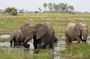 Moremi Full day Game Drive from Maun