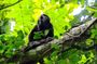 Howler Monkey Trail and Cacao Farm Experience from Guayaquil