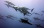 Mnemba Snorkeling and Swimming with Dolphins Trip