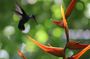 Manuel Antonio Park Guided Tour with Ticket Included Option