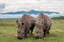 Ol Pejeta Conservancy Full Day Tour From Nairobi
