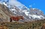 Annapurna Circuit Trek with Heritage Highlights