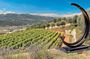 Provence Organic Wine Small Group Half Day Tour with Tastings from Nice