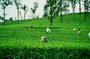 Private Nuwara Eliya Day Tour from Kandy with Pick up