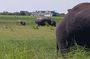 Chobe Day Trip from Victoria Falls: 07:00 to 17:00hrs