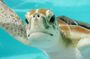 Swimming with turtles, 2 Cenotes and Lunch (small groups)