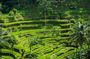 Bali: Amazing Ubud waterfall, Penglipuran village, & Tirta Empul