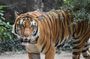 Bandipur wildlife and Mysore experience in 2 days from Bangalore