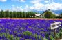 Hokkaido Day Tour Farm Tomita, Blue Pond, Blue Pond and Buffet