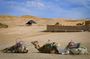 Agafay Desert Magic: Sunset Camel Ride, Quad Bike & Dinner