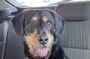 Private Dog Walk Tour in Edinburgh