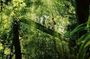 Lamington National Park, O'Reilly's & Vineyard Tour