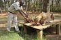 Nairobi Day Tour Animal Orphanage Safari Walk And Bomas of Kenya