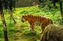 Dublin Zoo Skip-the-line Tickets and Private Transfers