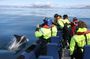 Speedboat Whale Watching Small-Group Tour in Reykjavik