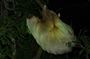 Monteverde Cloud Forest Night Wildlife Experience