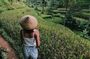Highlights of Ubud: Nature, Rice Terrace, Waterfall, Temple and more