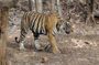 Explore Panna National Park From Khajuraho