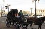 Explore Luxor in amazing City Tour, guide / Horse carriage