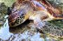 Baraka Aquarium; The Island Pongwe;The Rock Restaurant; Secret Garden Restaurant