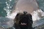 Swimming with Sea Lions in Lima