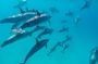 Private Dolphin Watching from the North Speedboat Tour