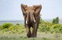 3 days safari in North- Ngorongoro, Tarangire, Mt. Oldeani