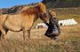 Private Farm Visit & Silver Circle Day Tour in West Iceland