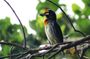 Birdwatching Trek at Thalangama Wetland from Mount Lavinia
