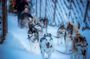 Arctic Animals Combo Safari, Reindeer and Husky Adventure