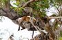 All inclusive Yala safari from Colombo Negombo Coast