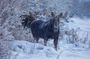 Two Day Winter Wildlife Safari in Yellowstone