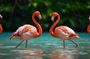 Zoo's Ready for This? Port of Spain Gardens, Zoo Visit T&T