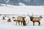 Half-Day Grand Teton Wildlife Safari & Sightseeing Tour