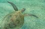 Snorkeling with Turtles in Mirissa