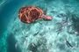 Akumal: Cenote and Swimming with Turtles Half-Day Tour from Tulum
