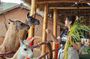 Cusco: Alpaca and Llama Farm Tour with Transfer & Weaving Demo