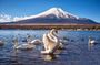 Private Tour to Mount Fuji/Hakone by Fully Licensed Operator